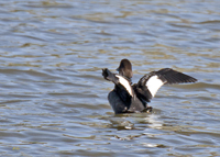 Common Goldeneye 4508